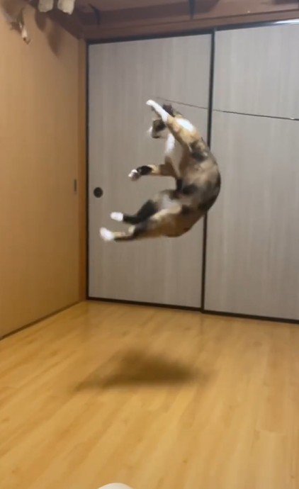 ダイナミックにジャンプする猫