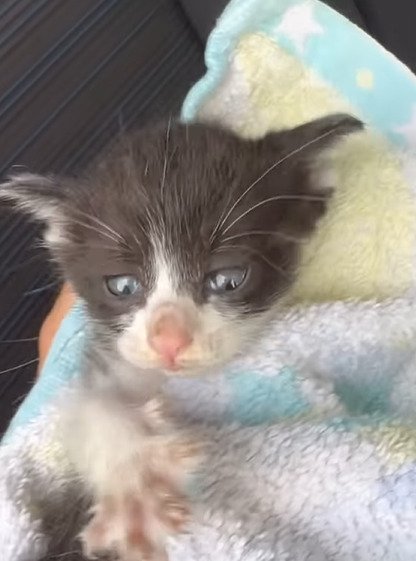 タオルにくるまれる子猫2