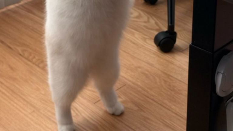 二足立ちしている猫