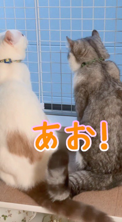 しっぽを上げるアメリカンカール