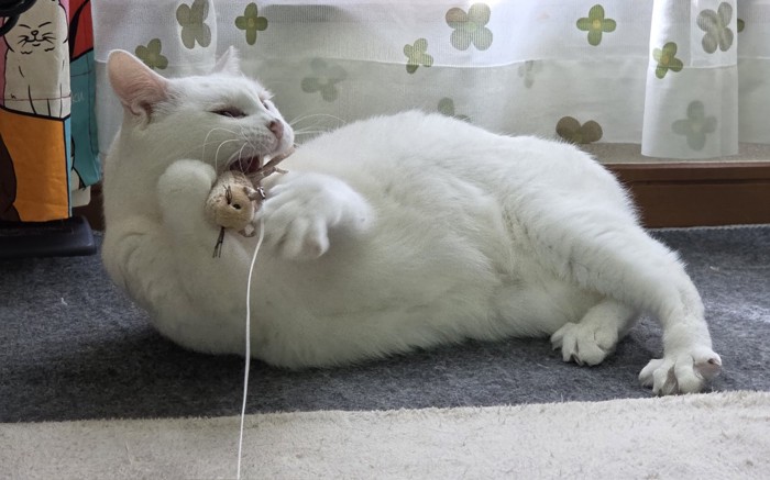 遊んでいるおもちちゃん