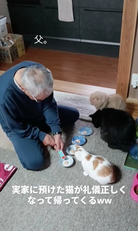 おやつを盛るお父さまと3匹の猫