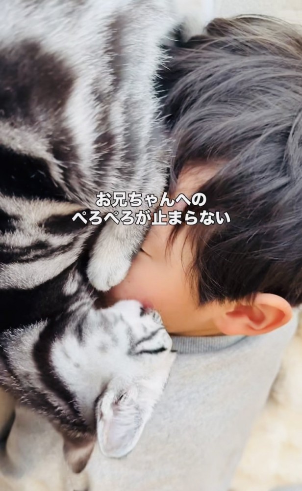 お兄ちゃんの顔を舐める子猫
