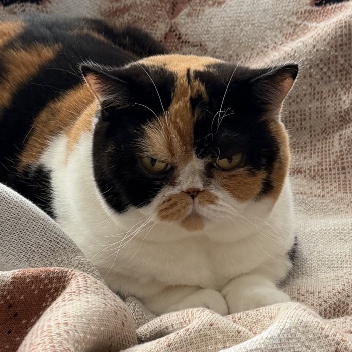 大人になった猫