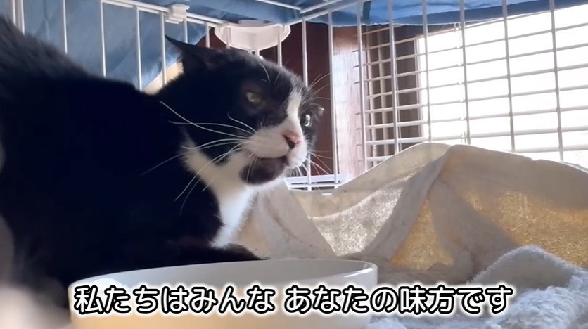 イカ耳の猫