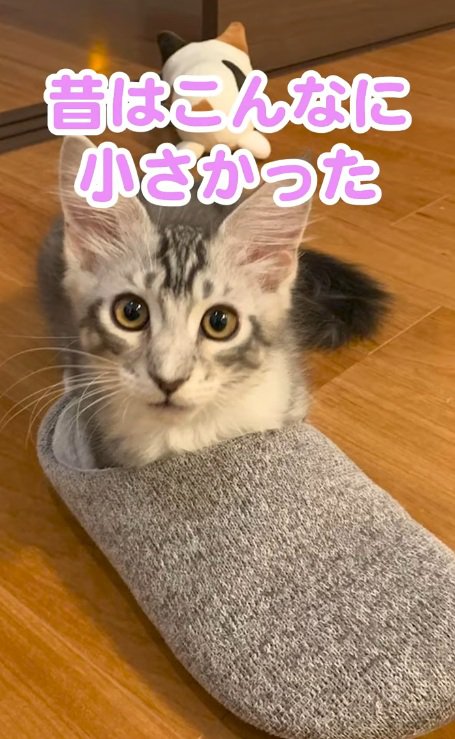 スリッパに入っているメインクーンの子猫