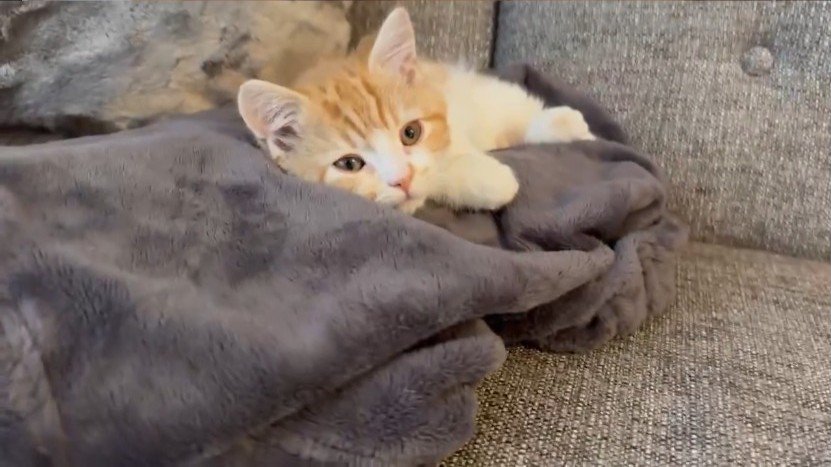 リラックスしている猫