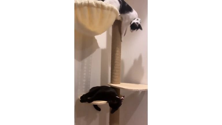 キャットタワーにいる猫