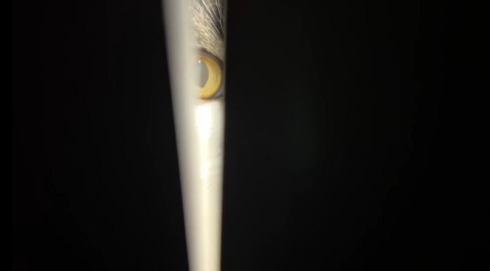 隙間から覗くうま次郎くん