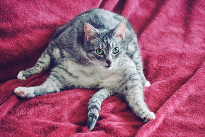 足を開いた姿勢で座っている猫