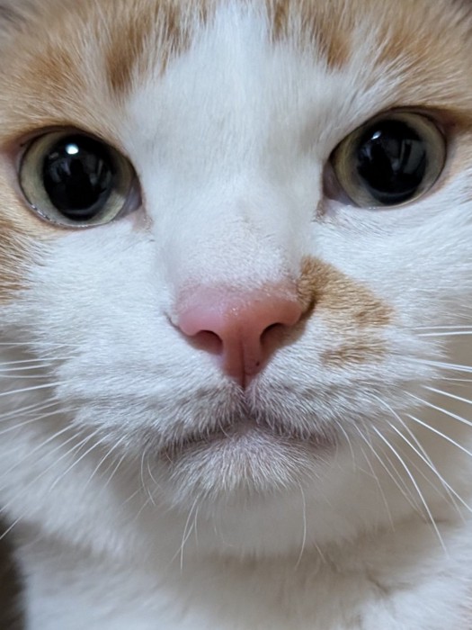 口を結んでキリっとした表情の猫