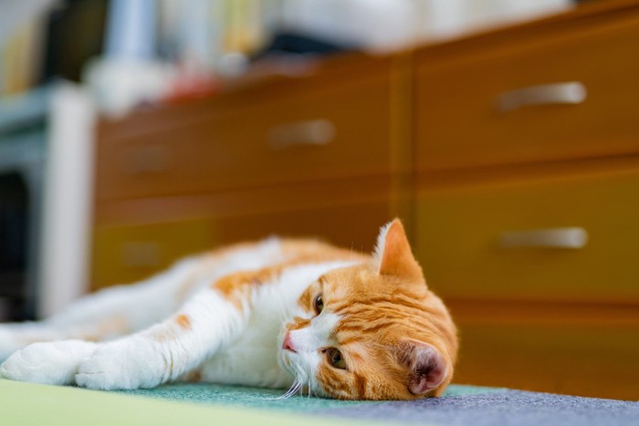 ぐったりする猫