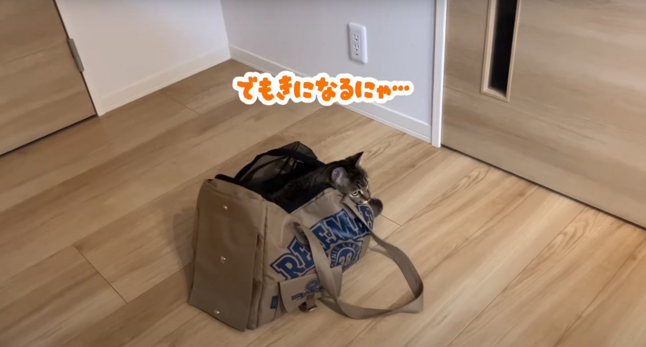 鞄に入った猫