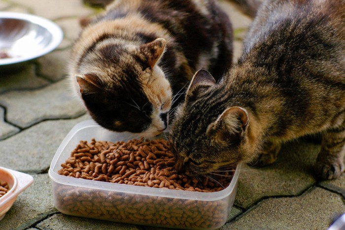 1つの器でフードを食べる猫