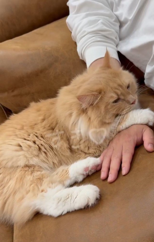 手に乗る猫
