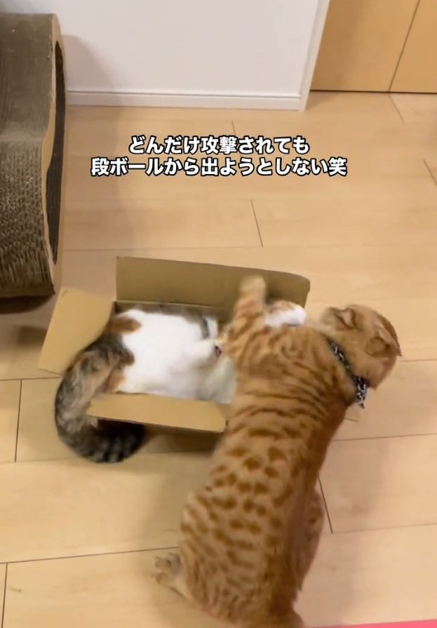バトルをする2匹の猫