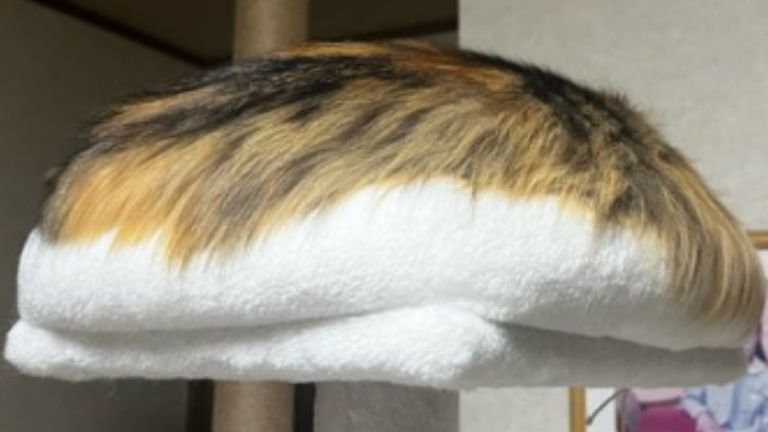 キャットタワーにいる猫