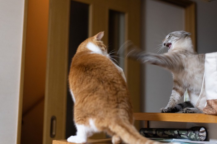 ケンカ中の2匹の猫