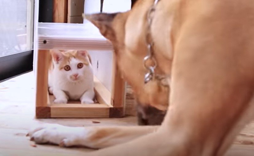 お互い気になる犬と猫