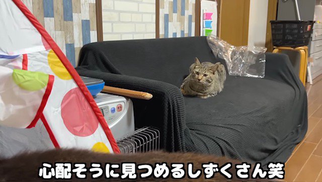 心配そうにこちらを見るキジトラ猫