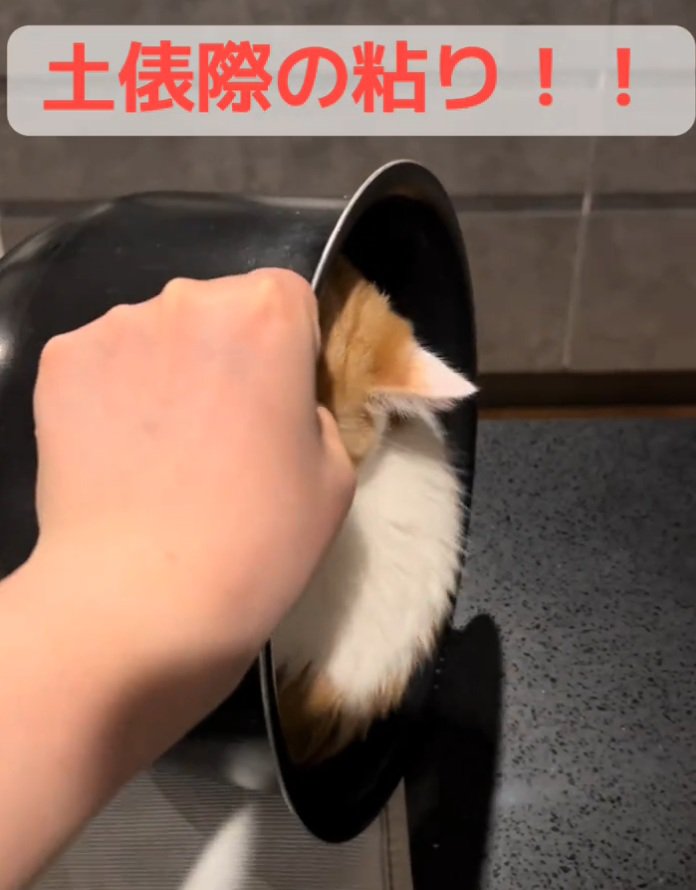 粘る猫
