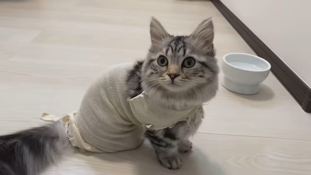 食器の前の猫