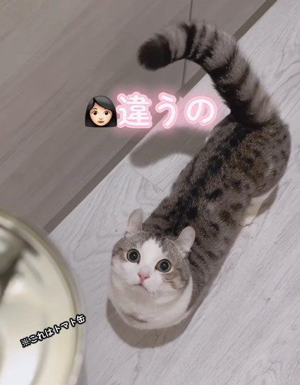 缶を見る猫3