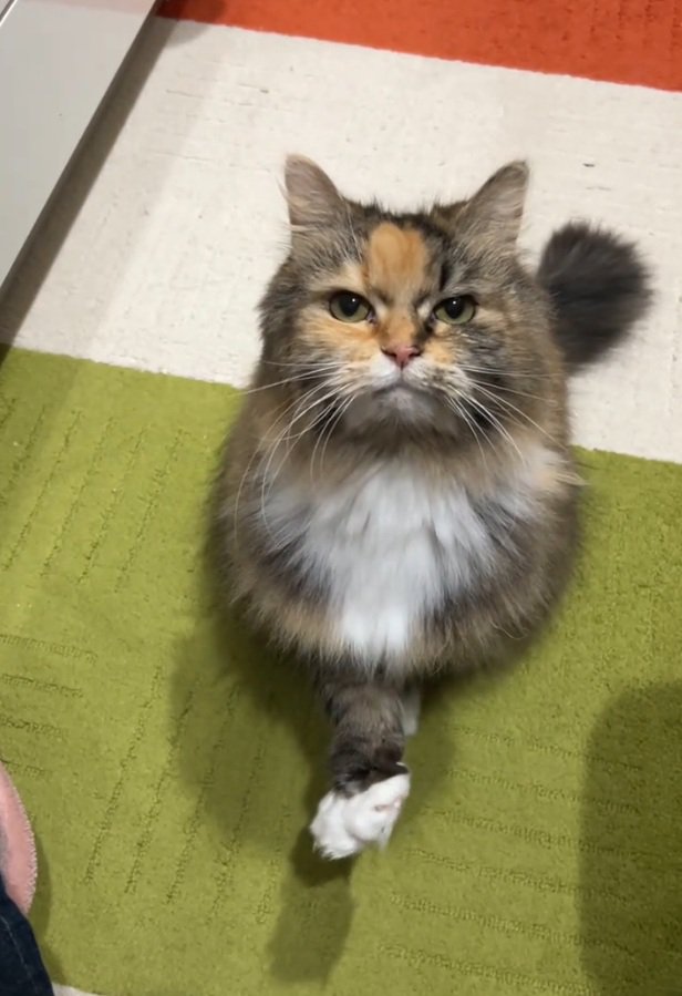 手を前に出す猫