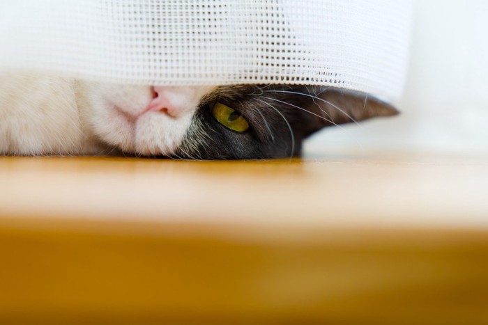 カーテンの裏で寝ぼけている猫