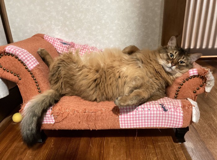 ソファでくつろぐ猫