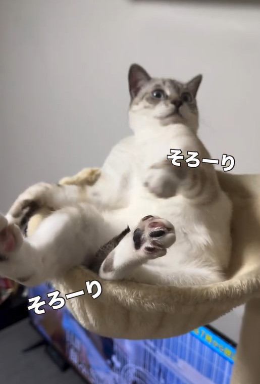 飼い主の方を振り返る猫