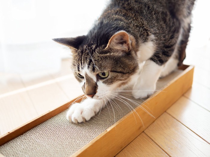 ダンボールで爪を研ぐ猫