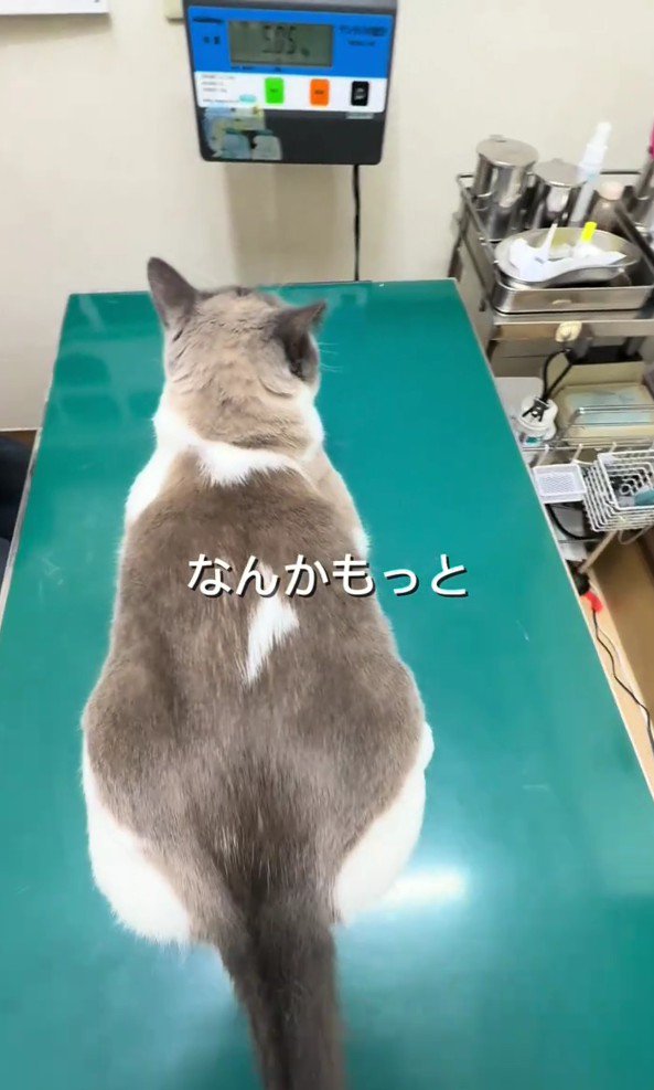 診察台にのっている猫