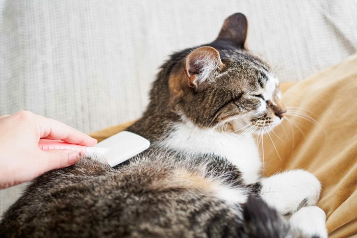 飼い主にブラッシングをされる猫