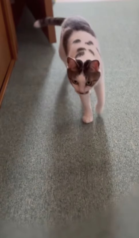 頭を下げ気味で歩いているキジ白