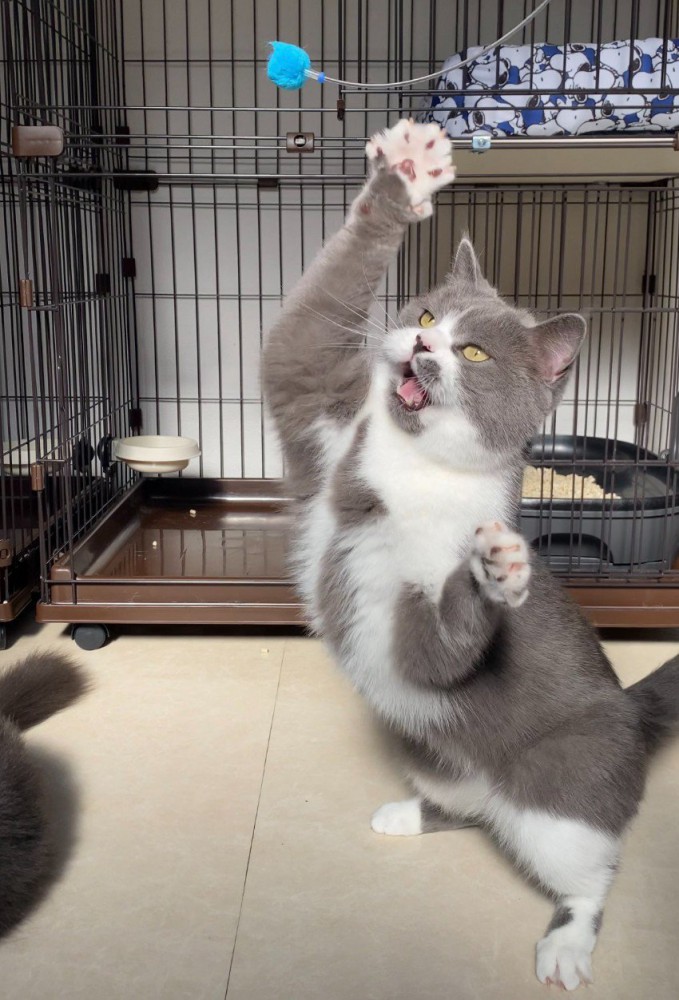 手をパァに広げる猫