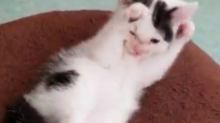 室内にいる子猫