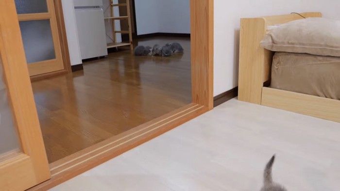 床に落ちているフードを食べる子猫の写真