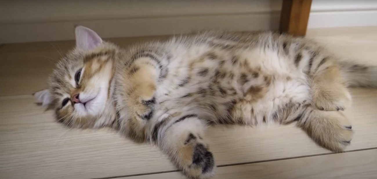 寝そべっている子猫