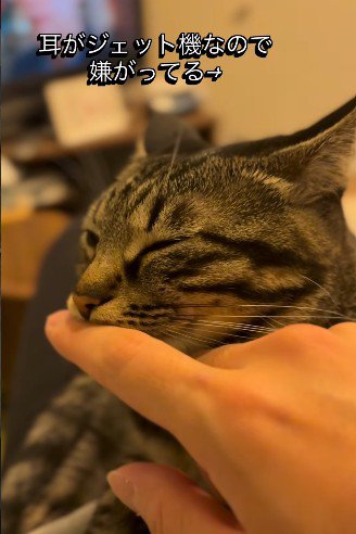 耳を水平に倒す猫