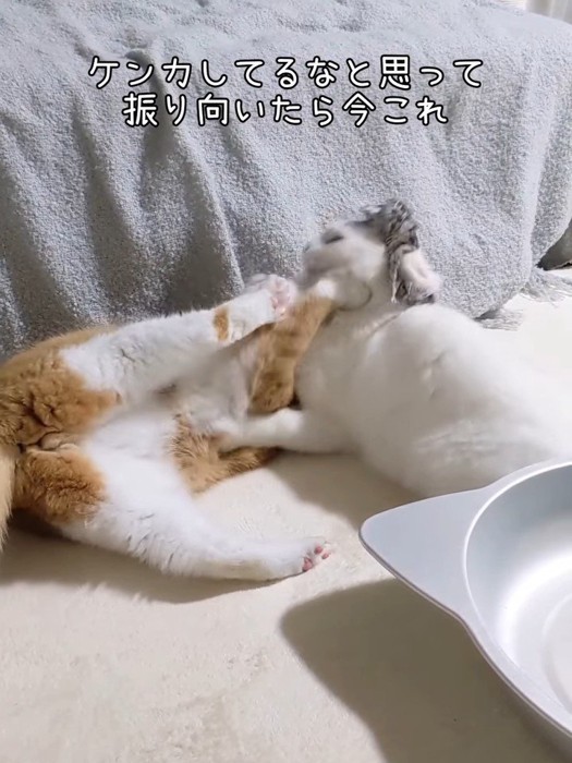 顔を押される猫