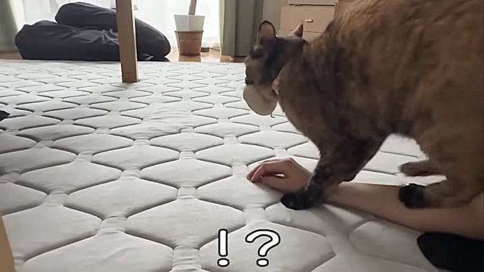 人形をくわえ飼い主の腕に乗る猫