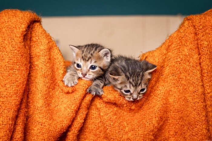 オレンジの布から顔を出す二匹の子猫