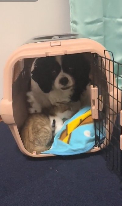 先住犬に甘える子猫