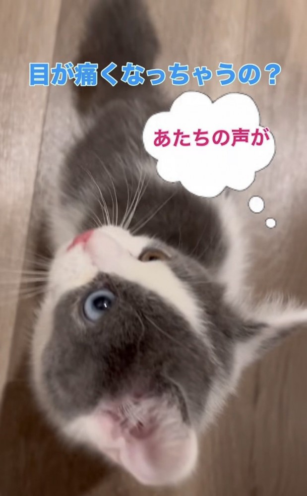 息子さんの声に戸惑う子猫