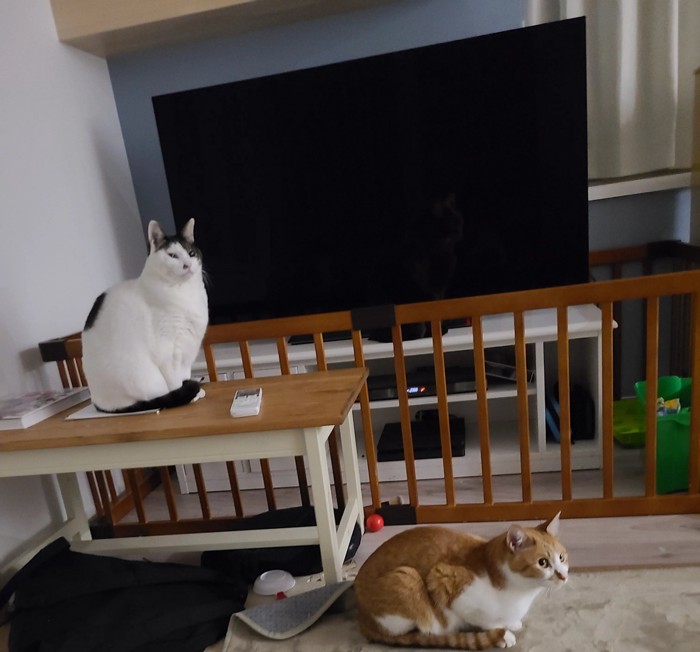 室内にいる猫