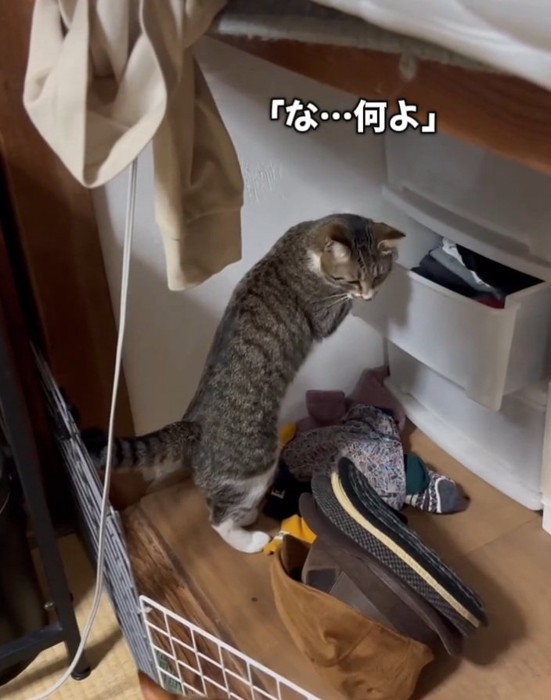 茶トラを見つめるキジ白