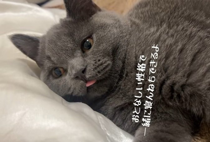 布団に寝て舌をだしているブリティッシュショートヘア