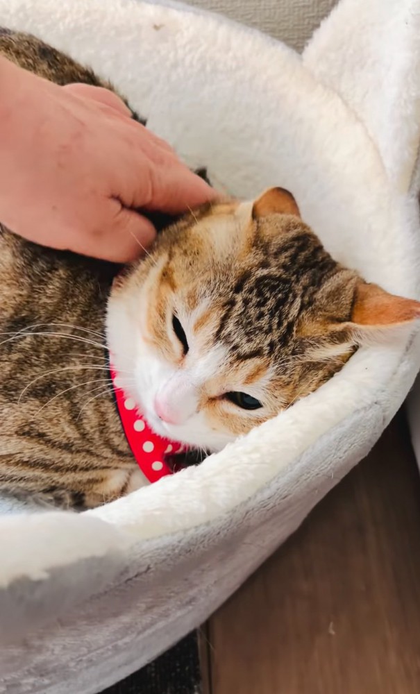 顔周りを撫でる