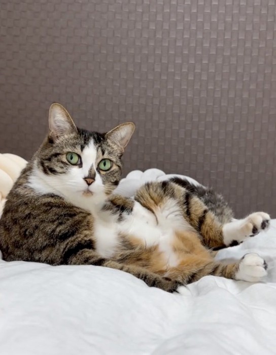 こちらを振り返る猫